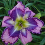 Harpie's Brother Daylily